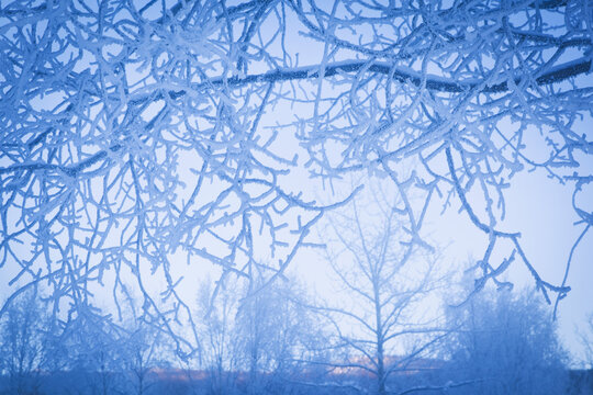 Frosted Trees By The Hot Springs, Chena Hot Springs Resort; Fairbanks, Alaska, United States Of America