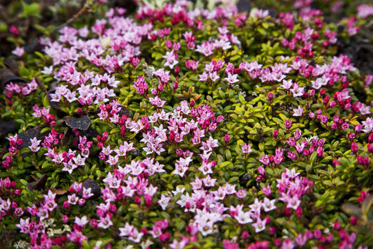 Alpine Azalea (Kalmia Procumbens), Chena River State Recreation Area; Fairbanks, Alaska, United States Of America