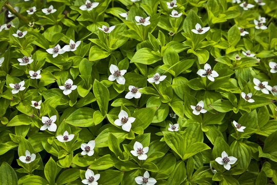 Dwarf Dogwood, Chena River State Recreation Area; Fairbanks, Alaska, United States Of America
