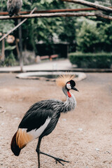 grey crowned crane