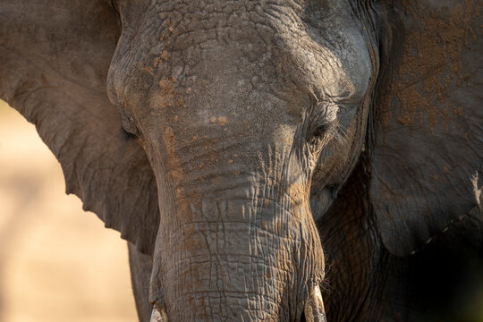 Close-up portrait of an African bush elephant calf (Loxodonta africana) on the savannah, looking down; Segera, Laikipia, Kenya