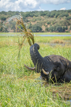 African bush elephant (Loxodonta africana) in the water washing and lifting river grass with its trunk and tusks in Chobe National Park; Chobe, North-West, Botswana