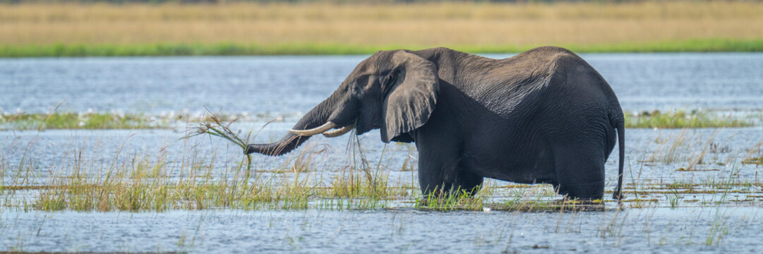 Panorama of African bush elephant (Loxodonta africana) standing in the water feeding in the river, lifting grass with its trunk and tusks in Chobe National Park; Chobe, North-West, Botswana