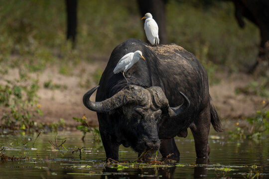 Portrait of a Cape Buffalo (Syncerus caffer) drinking from river carrying two cattle egrets (Bubulcus ibis) on its back in Chobe National Park; Chobe, Botswana