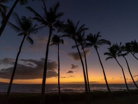 Dramatic view of a row of palm trees silhouetted against the deep, golden glow of sunset over the Pacific Ocean from the beach at Grand Wailea; Kihei, Wailea, Maui, Hawaii, United States of America