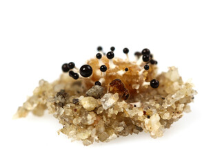 Mold, macro view isolate on white