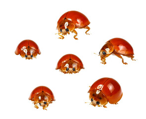 Ladybug insect collection.isolated on white background.