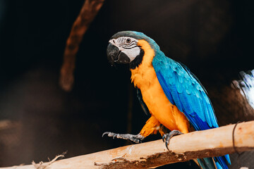 blue and yellow macaw
