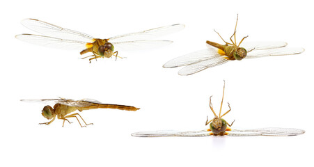 Dragonfly on a white background