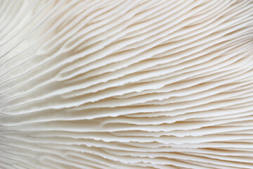 mushroom on white background