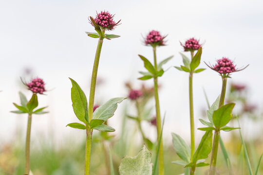 Pretty, pink wild flowers with tall stems in the Northern Yukon; Yukon Territory, Canada
