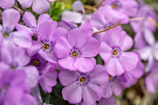 Close-up of Common Phlox (Phlox paniculata) blooms in plenty in Northern Yukon; Yukon Territory, Canada