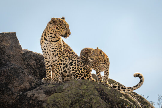 Close-up portrait of a leopard (Panthera pardus) cub looking at an adult leopard sitting on a rocky hillside; Laikipia, Kenya