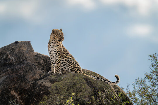 Leopard (Panthera pardus) sits on sunlit rock turning head; Kenya
