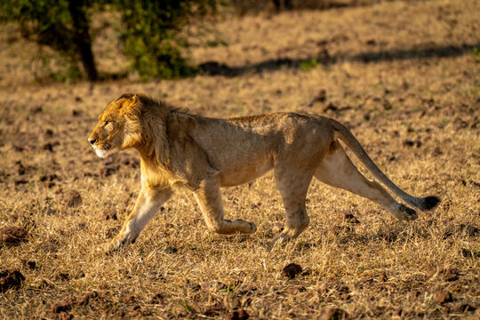 Young, male lion (Panthera leo) running on savanna, right to left, in Chobe National Park; Chobe, Botswana