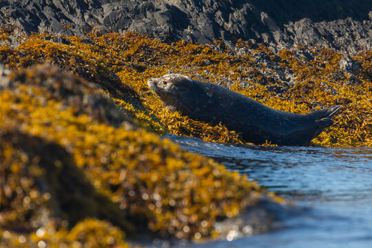 Harbor seal (Phoca vitulina) just above tideline lying down on a bed of yellow, orange seaweed in the sun, on a summer day in Prince William Sound; Alaska, United States of America