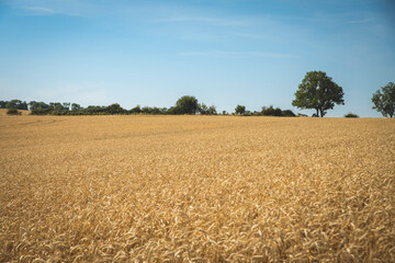Golden wheat in the sunlight in a field near Arthingworth, Northamptonshire, England, UK; Northamptonshire, England