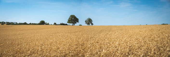 Golden wheat in the sunlight in a field near Arthingworth, Northamptonshire, England, UK; Northamptonshire, England