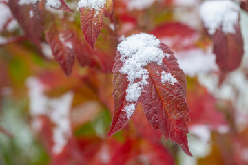 First snow of the season dusts the red leaves of a fall coloured bush; Anchorage, Alaska, United States of America