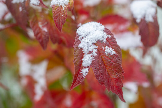 First snow of the season dusts the red leaves of a fall coloured bush; Anchorage, Alaska, United States of America