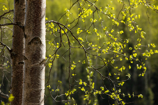 Birch trees with new spring growth in Chugach State Park; Anchorage, Alaska, United States of America