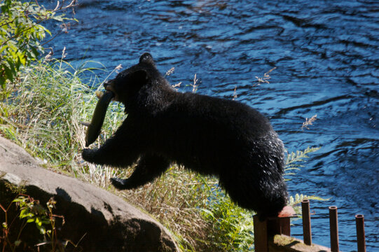 Black bear (Ursus americanus) feeds on salmon in Anan Creek, Alaska, USA; Alaska, United States of America