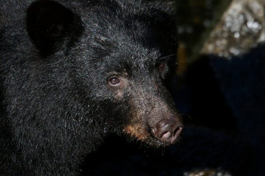 Close-up portrait of a juvenile Black bear (Ursus americanus) in Tongass National Forest; Anan Creek, Alaska, United States of America