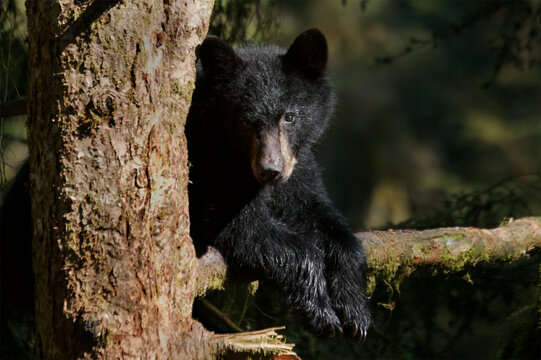 Black bear (Ursus americanus) on tree branch in Tongass National Forest; Anan Creek, Alaska, United States of America