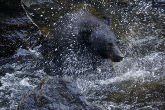 Black bear (Ursus americanus) shakes water off head while hunting for salmon in Anan Creek, Alaska, USA; Alaska, United States of America