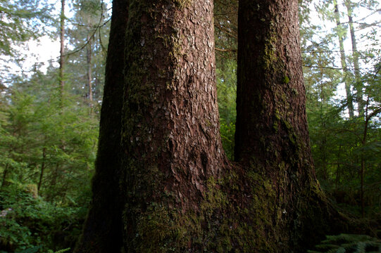 Forest of uncut old growth spruce, hemlock and cedar trees; Sitka, Alaska, United States of America