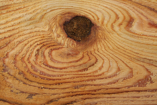 Wood grain and knotholes in red cedar; Thorne Bay, Alaska, United States of America