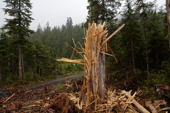 Clear cut on Prince of Wales Island in the Tongass National Forest; Thorne Bay, Alaska, United States of America