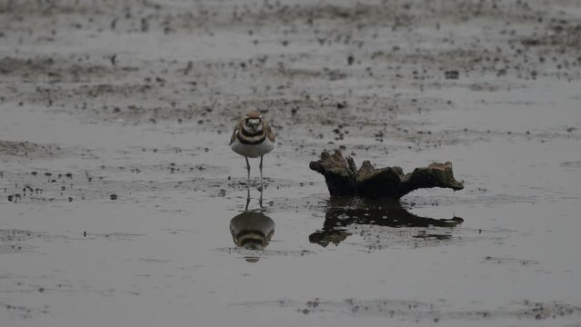 A killdeer feeding on a lake shore in the late evening light.