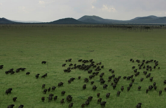Wildebeest migration across the savannah; Africa