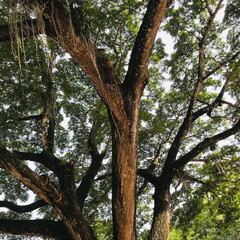 We are under a big tree.