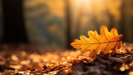 Naklejka na ściany i meble autumn leaves on the ground 