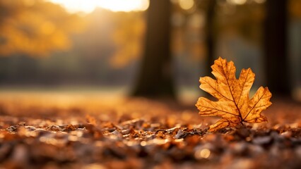 Naklejka na ściany i meble autumn leaves on the ground 