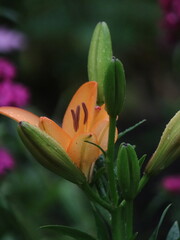 Salmon lily on the background of large green leaves and small purple flowers