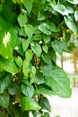 Obraz premium Hanging plants with the shape of heart leaves element