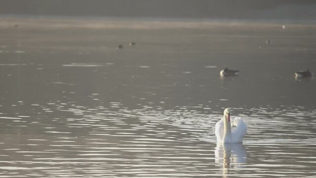 Swan on water coming towards the camera in slow motion