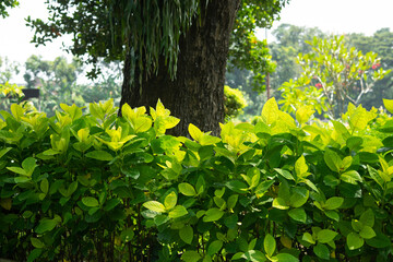 Natural green leaf border and big tree