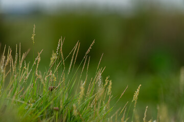 Small blades of grass on the edge of the field were photographed with a blurred background.  Natural grass background.