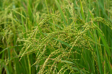 Fototapeta na wymiar Harvest season rice plant with ripening rice branch on top in the field. Concept of food crops and agriculture.