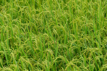 Harvest season rice plant with ripening rice branch on top in the field.  Concept of food crops and agriculture.