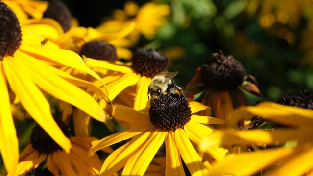 Bumblebee on a Yellow Black-Eyed Susan Flower. Honeybee Collecting Nectar. 