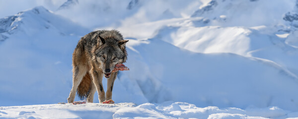 Gray wolf, Canis lupus, eat meat in the winter forest. - 647515550