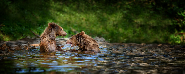 Two Wild Brown Bear play or fight  on pond in the summer forest. Animal in natural habitat. Wildlife scene