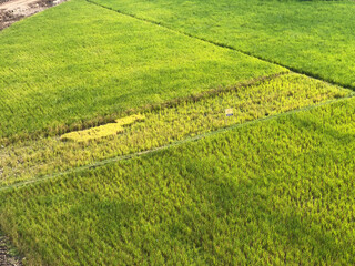 Green rice fields