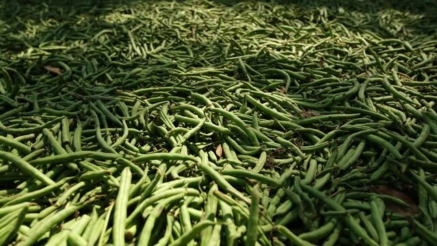 Moving camera away from layer of dumped or refused green beans drying or molding and rotting on the ground in the sun. Some green beans will be cooked as feed for animal and leftovers will be composte