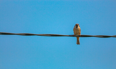 A beautiful sparrow is perched on an electric cable against the blue sky